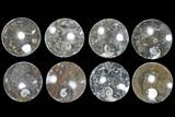 Lot: Round Dishes With Goniatite Fossils - Pieces #119412-1